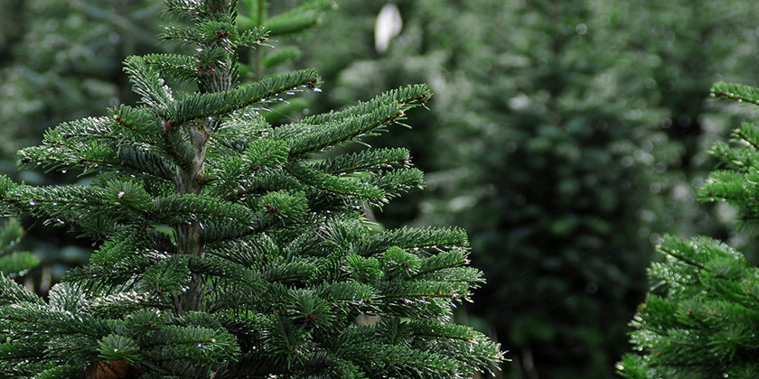 Елочные базары начинают работу в Могилеве с 21 декабря: вот, где можно будет купить новогоднее дерево