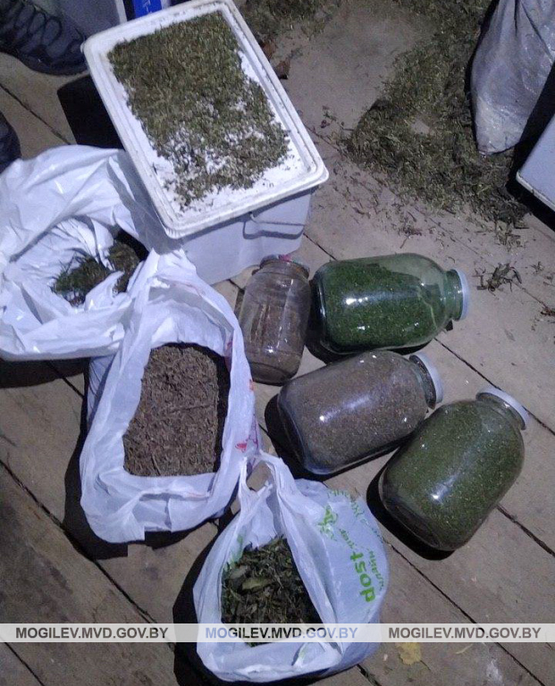 Подозреваемого в сбыте марихуаны задержали в Могилеве