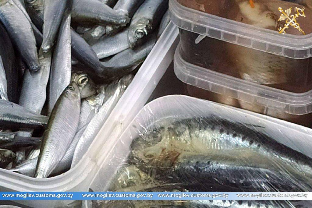 Реализацию крупной партии рыбной продукции без документов пресекли могилевские таможенники