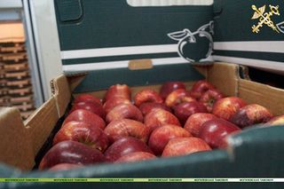 Могилёвские таможенники пресекли шесть попыток незаконного перемещения яблок и вишни 
