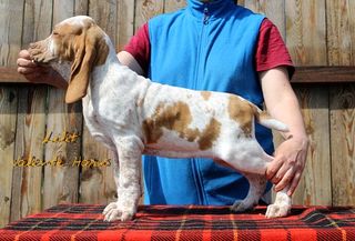  Могилёвский щенок породы итальянский бракк стал одним из победителей «World Dog Show 2016» 