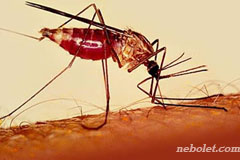 В прошлом году в Могилёве зарегистрировали два случая малярии