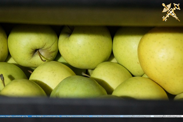 Более 25 тонн польских яблок -«нелегалов» были обнаружены Могилёвскими таможенниками 