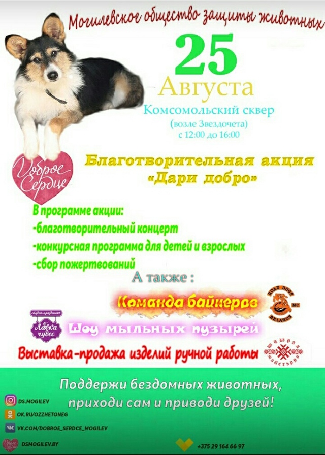  «Дари добро»: акция в помощь бездомным животным пройдёт в Могилёве