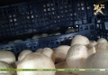 Могилёвская таможня изъяла 15 тонн нелегальных шампиньонов 
