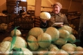 Могилевчане смогут приобрести первые овощи нового урожая в конце февраля