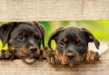 Налог на собак: что нужно знать владельцам четвероногих в Могилеве