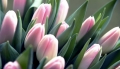 Реализовывать цветы к 8 Марта могилевчане могут без регистрации в качестве ИП