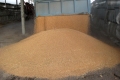 25 тонн зерна незаконно перевозили на Могилёвщине 
