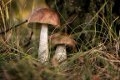 Могилевчанин съел 60 сырых грибов и отравился 