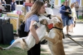 Семь собак и миллион объятий: как в Могилёве прошла акция «Доброго сердца»