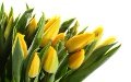 К Международному женскому дню «Могилёвзеленстрой» расширил ассортимент цветочной продукции