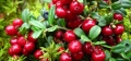 Могилёвские ягодники могут начинать «тихую охоту» на бруснику в ближайшее воскресенье