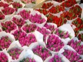 Налоговая информирует: могилевчане могут продавать цветы без регистрации в качестве ИП