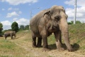 Цирковые слоны снова радуют могилевчан