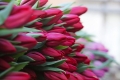 Около 18 тыс. цветов готовит «Могилевзеленстрой» к 8 Марта