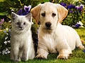 Памятка о правилах содержания домашних животных — собак, кошек