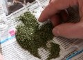 Более 0,5 кг высушенной марихуаны изъяли правоохранители на даче у могилевчанина 