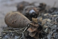 За 2018 год на территории Могилёвщины было обнаружено более 110 боеприпасов времён Великой Отечественной войны
