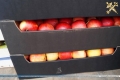 Могилёвские таможенники задержали крупную партию яблок, которую пытались незаконно вывезти из Беларуси