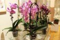 Традиционные и редкие виды - выставка орхидей проходит в Могилёве 