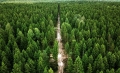 Запрет на посещение лесов введен в трех районах Могилевской области