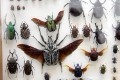 В музее им. П.В.Масленикова открывается выставка насекомых