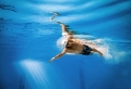 Могилевский спортсмен завоевал «бронзу» на этапе Кубка мира по плаванию