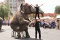 В Могилёве цирковой слон упал в двухметровой высоты