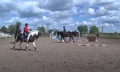 Спортивные лошади в Могилеве скучают по людям и по соревнованиям