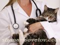 Белорусская ветеринария сделала шаг назад: как будут оперировать животных?