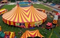 В Могилёве может появиться специальная площадка для передвижных цирков и дельфинариев