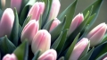 Цветочный бум: к 8 марта в Могилёве в продажу поступят 20 тысяч роз и тюльпанов