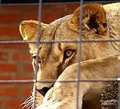 Повар зоопарка в Гродно решила погладить львицу и лишилась руки
