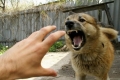 В Могилёве собаки покусали женщин, разносящих «жировки»