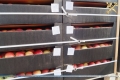 Под Могилёвом таможенники задержали 22 тонны яблок для «личного пользования»
