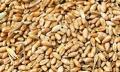 Груз без документов: могилёвская таможня пресекла попытку ввоза в РБ 118 тонн пшеницы