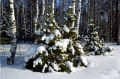 Могилёвские защитники флоры переходят на усиленный режим охраны лесов с 19 декабря