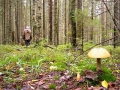Могилевчане ищут в лесу грибы, могилевчан в лесу ищет милиция