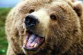 Медведь Федя из Могилёвского зоосада предсказал раннюю весну