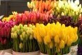 8 Марта: «Могилёвзеленстрой» реализует 24 тыс. цветов 