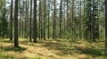 На Могилёвщине введён запрет на посещение лесов
