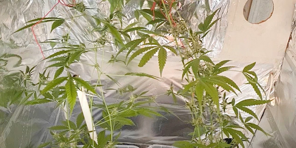 Могилевчанин в квартире выращивал коноплю и хранил галлюциногенные грибы