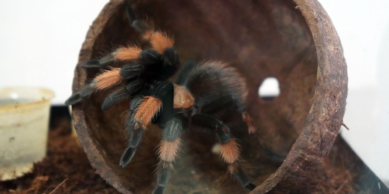 Выставка «Восемь лап» работает в Могилеве