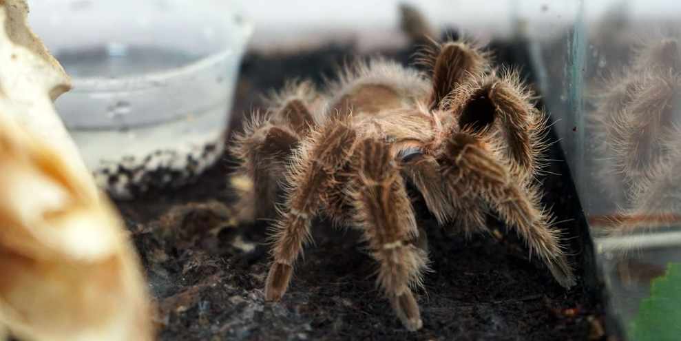 Пауки, экзотические тараканы: выставка «Восемь лап» работает в Могилеве