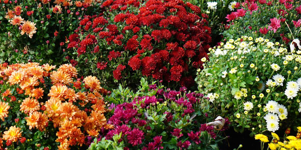 Народный праздник «Богач» прошел в Могилеве