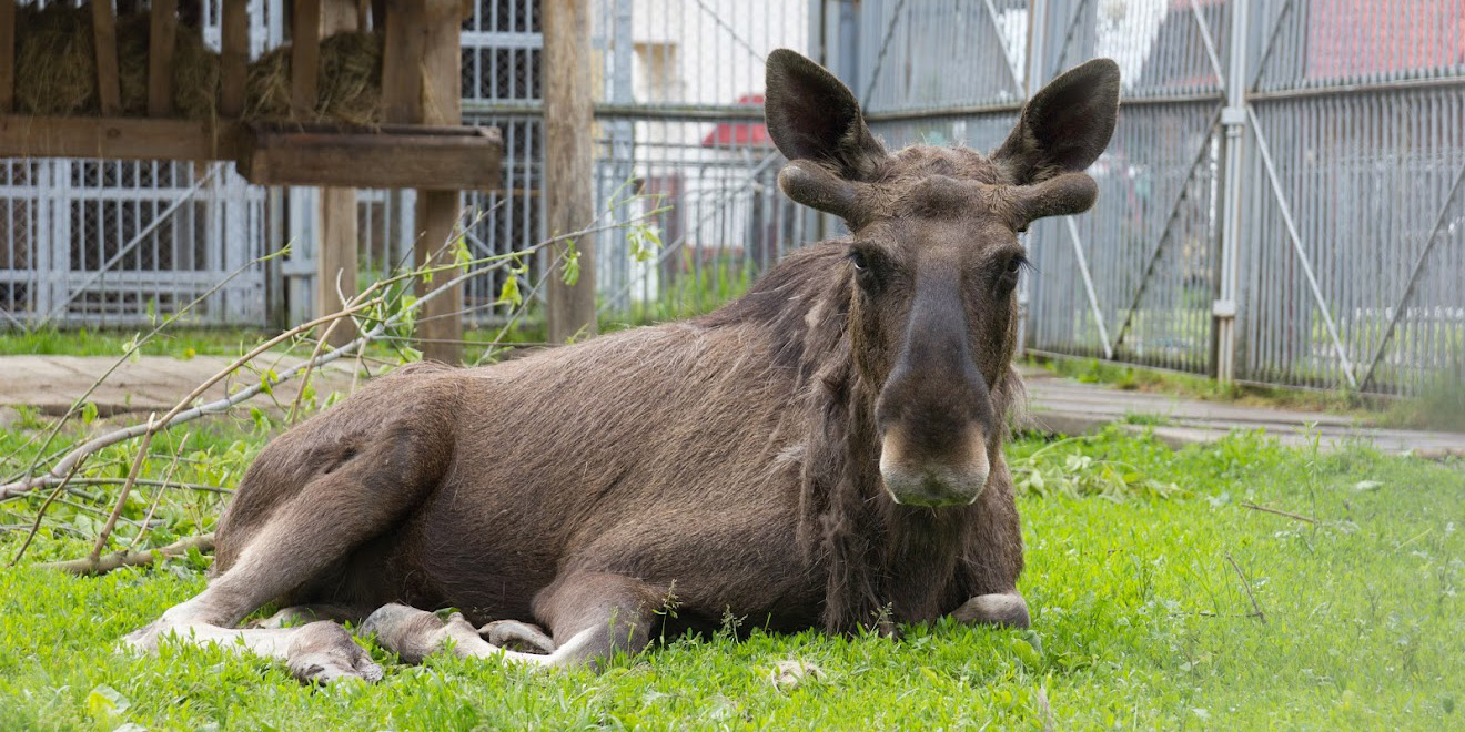 Могилевский зоосад к зиме отремонтировал вольеры и заготовил более 200 т зерна 