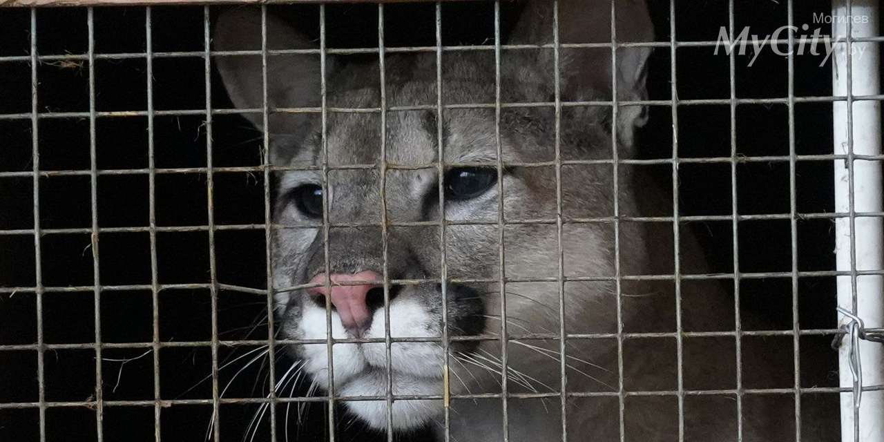 Лев и пума поселились в Могилевском зоосаде