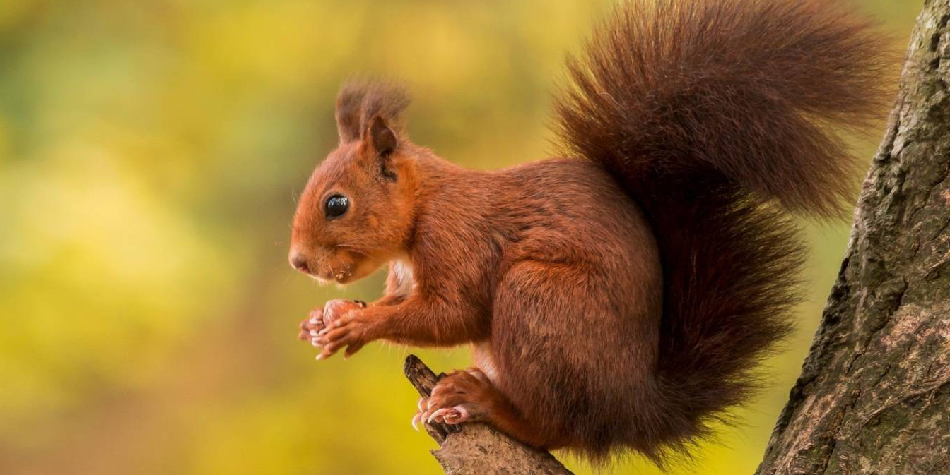 В Могилеве проходит конкурс «Эти забавные животные»