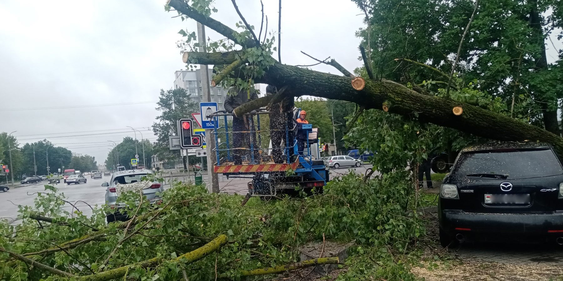 Упавшие деревья повредили три автомобиля в Могилеве